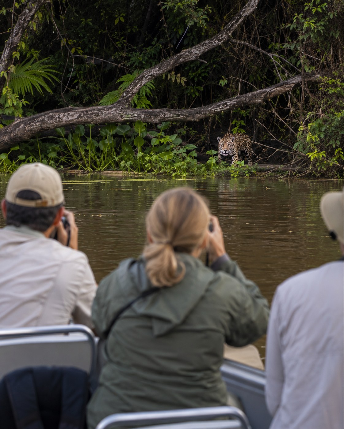 Jaguar am Flussufer im Pantanal